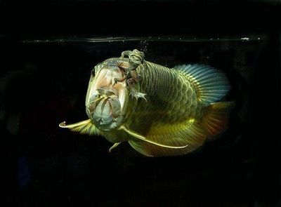 龍魚的來源：龍魚作為一種備受喜愛的觀賞魚，其來源和歷史背景豐富