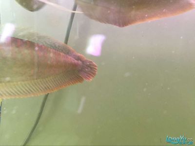 龍魚容易得什么病：龍魚水質管理的關鍵要點，龍魚疾病早期識別技巧