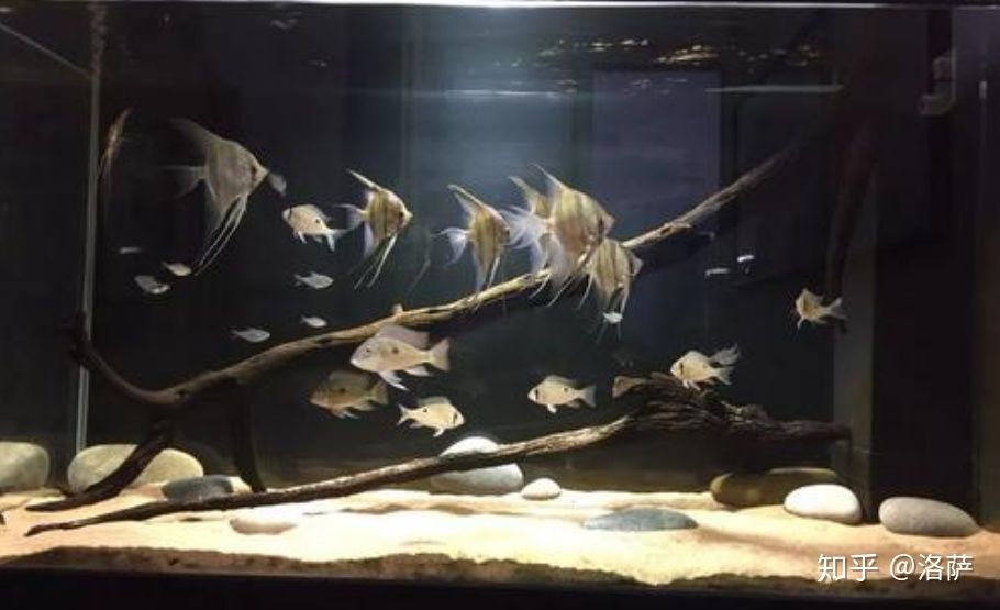 黑色背景魚缸適合養(yǎng)什么魚：黑色背景的魚缸適合養(yǎng)什么魚 黑色背景魚缸適合養(yǎng)什么魚：黑色背景的魚缸適合養(yǎng)什么魚 魚缸百科 第1張
