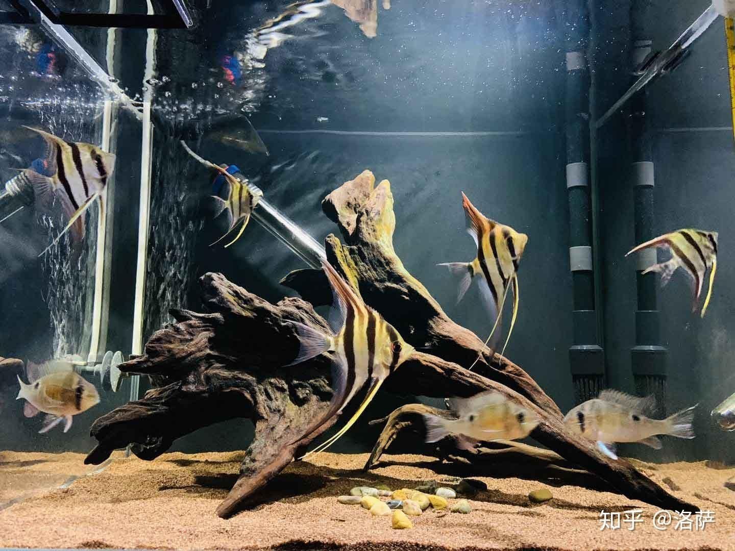 黑色背景魚缸適合養(yǎng)什么魚：黑色背景的魚缸適合養(yǎng)什么魚 黑色背景魚缸適合養(yǎng)什么魚：黑色背景的魚缸適合養(yǎng)什么魚 魚缸百科 第4張