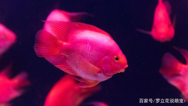 黑色背景魚缸適合養(yǎng)什么魚：黑色背景的魚缸適合養(yǎng)什么魚 黑色背景魚缸適合養(yǎng)什么魚：黑色背景的魚缸適合養(yǎng)什么魚 魚缸百科 第3張