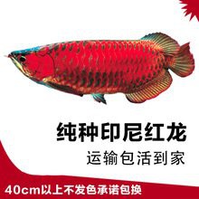 紅辣椒金龍魚價格