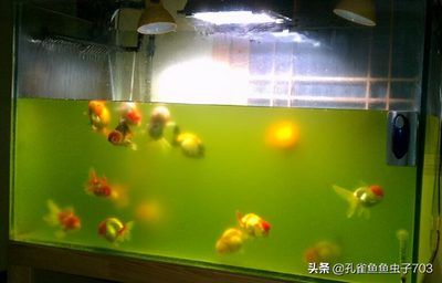魚缸優缺點
