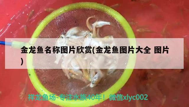 南充市開發區馨居水族體驗店 全國水族館企業名錄 第4張 南充市開發區馨居水族體驗店 南充市開發區馨居水族體驗店 全國水族館企業名錄 第4張
