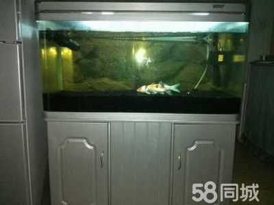 1米魚缸尺寸是多少（1米魚缸的合適尺寸可以從以下幾個方面來考慮）