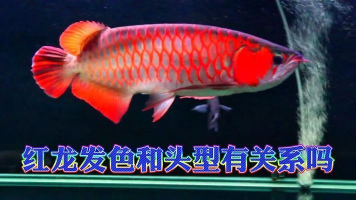 炮頭紅龍魚，炮頭紅龍魚發色技巧分享，炮頭紅龍魚日常護理要點