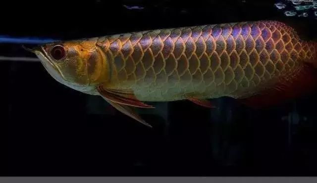 炮頭紅龍魚，炮頭紅龍魚發色技巧分享，炮頭紅龍魚日常護理要點