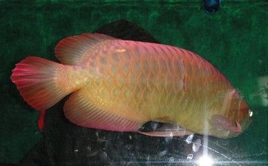 成色好的金龍魚多少錢：金龍魚價(jià)格為300萬(wàn)元人民幣，平均價(jià)值300萬(wàn)元