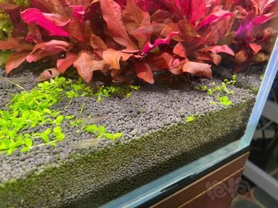 魚(yú)缸怎么去除綠藻（魚(yú)缸怎么去除綠藻魚(yú)缸中的綠藻是許多養(yǎng)好者常遇到的問(wèn)題）