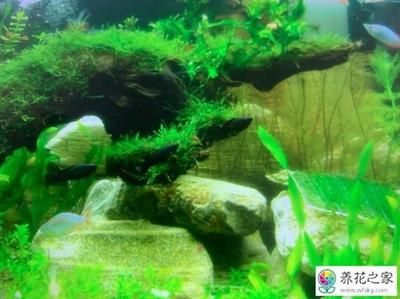 魚(yú)缸怎么去除綠藻（魚(yú)缸怎么去除綠藻魚(yú)缸中的綠藻是許多養(yǎng)好者常遇到的問(wèn)題）