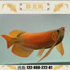 紅龍魚和金龍魚的價錢一樣嗎（紅龍魚和金龍魚哪個貴）
