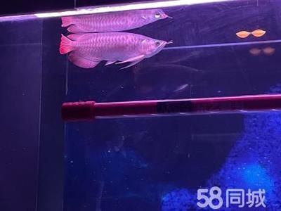 紅龍魚和金龍魚的價錢一樣嗎（紅龍魚和金龍魚哪個貴）