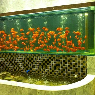 海水魚(yú)的養(yǎng)護(hù)秘籍：海水魚(yú)的養(yǎng)護(hù)秘籍，紅龍魚(yú)的養(yǎng)護(hù)秘訣：家庭養(yǎng)殖海水魚(yú)的技巧