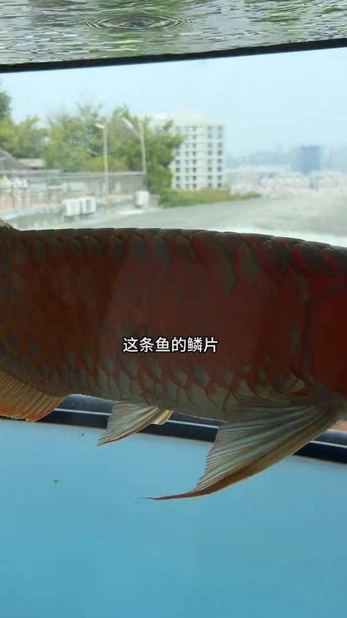 紅龍魚爛鱗片怎么治療圖片
