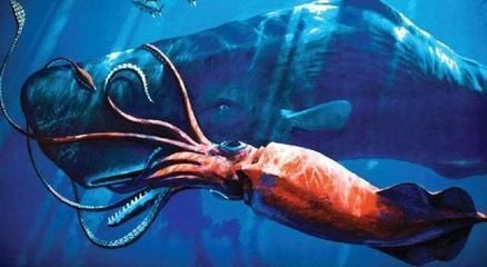 伊巴卡魚與日本錦鯉對比：伊巴卡魚與日本錦鯉