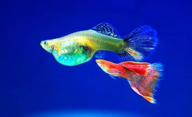 夢(mèng)核魚(yú)缸圖片：夢(mèng)核魚(yú)缸價(jià)格及牌子