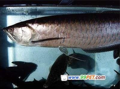 龍魚學名是什么名字（關于龍魚的學名）