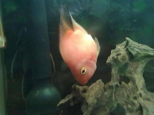 曹縣磐石辦事處聚龍緣水族體驗(yàn)館（曹縣聚龍飯店）