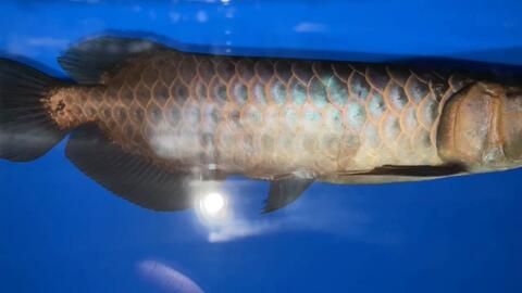 古典藍(lán)金龍魚喂什么發(fā)色好：古典藍(lán)底金龍魚喂什么發(fā)色好