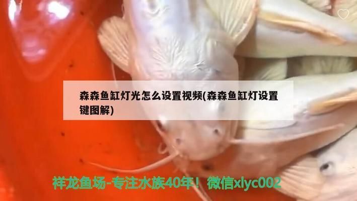 森森魚缸的燈怎么設置：森森魚缸燈定時功能的使用技巧
