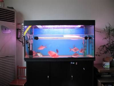 重慶大型魚缸市場（重慶大型魚缸市場包括哪些）