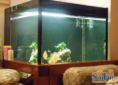 樓房魚缸的擺放位置風(fēng)水講究（樓房魚缸擺放位置風(fēng)水講究魚缸擺放位置風(fēng)水講究）