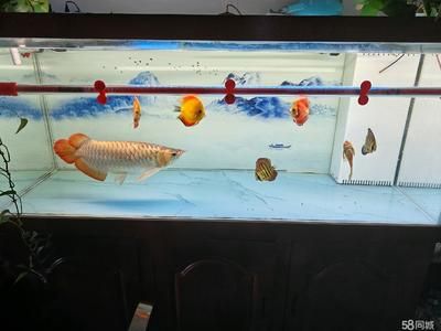 40公分的紅龍魚價格：40公分紅龍魚40公分紅龍魚價格受到多種因素影響