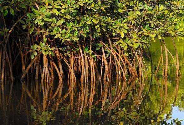 南安市官橋鎮(zhèn)安居水族金魚店（南安市官橋鎮(zhèn)安居水族金魚店電話）