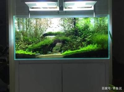 虹吸底濾魚缸的設(shè)計(jì)：虹吸底濾魚缸是一種常見的魚缸過濾系統(tǒng)是什么原理