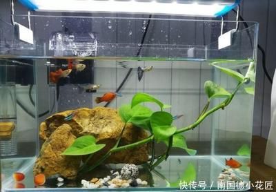 可以在魚缸養的植物：幾種適合在魚缸中養殖的植物