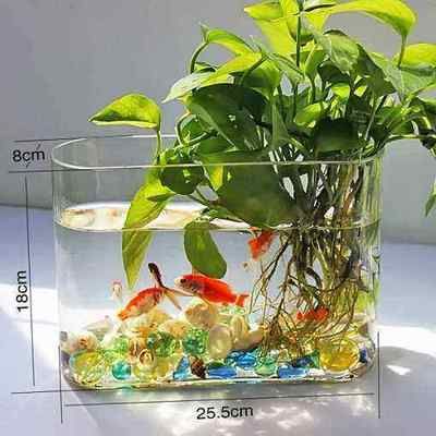 可以在魚缸養的植物：幾種適合在魚缸中養殖的植物