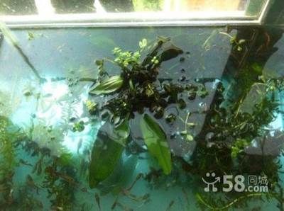 可以在魚缸養的植物：幾種適合在魚缸中養殖的植物