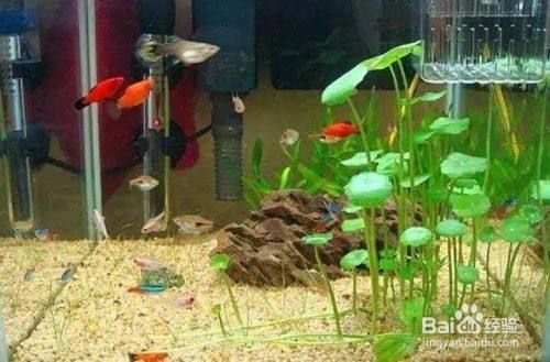 可以在魚缸養的植物：幾種適合在魚缸中養殖的植物