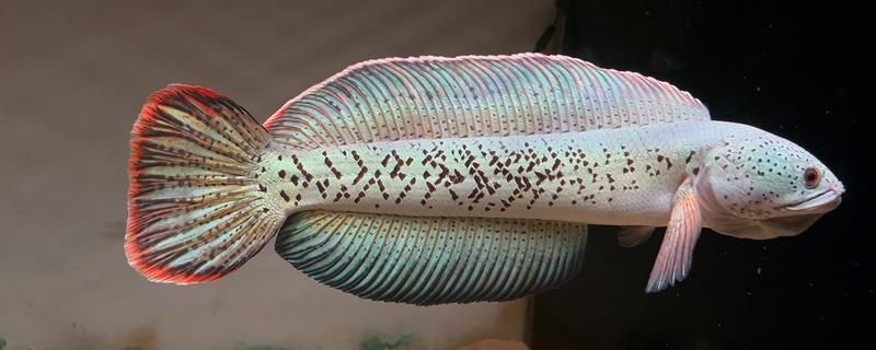 巴卡雷龍魚繁殖：巴卡雷龍魚繁殖后幼魚護理