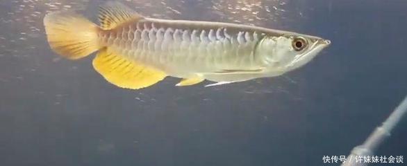 廉江市盈水居生態水族館（廉江市盈水居生態水族館電話）