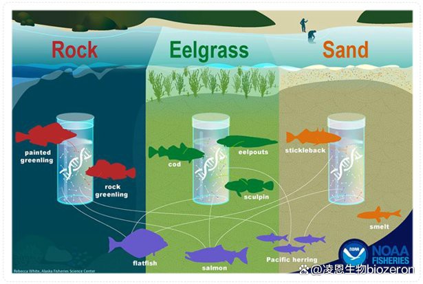 eDNA技術(shù)如何檢測金龍魚血統(tǒng)？