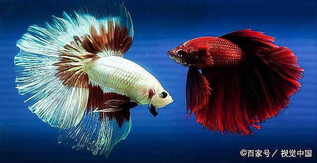 羅漢魚龍魚打架