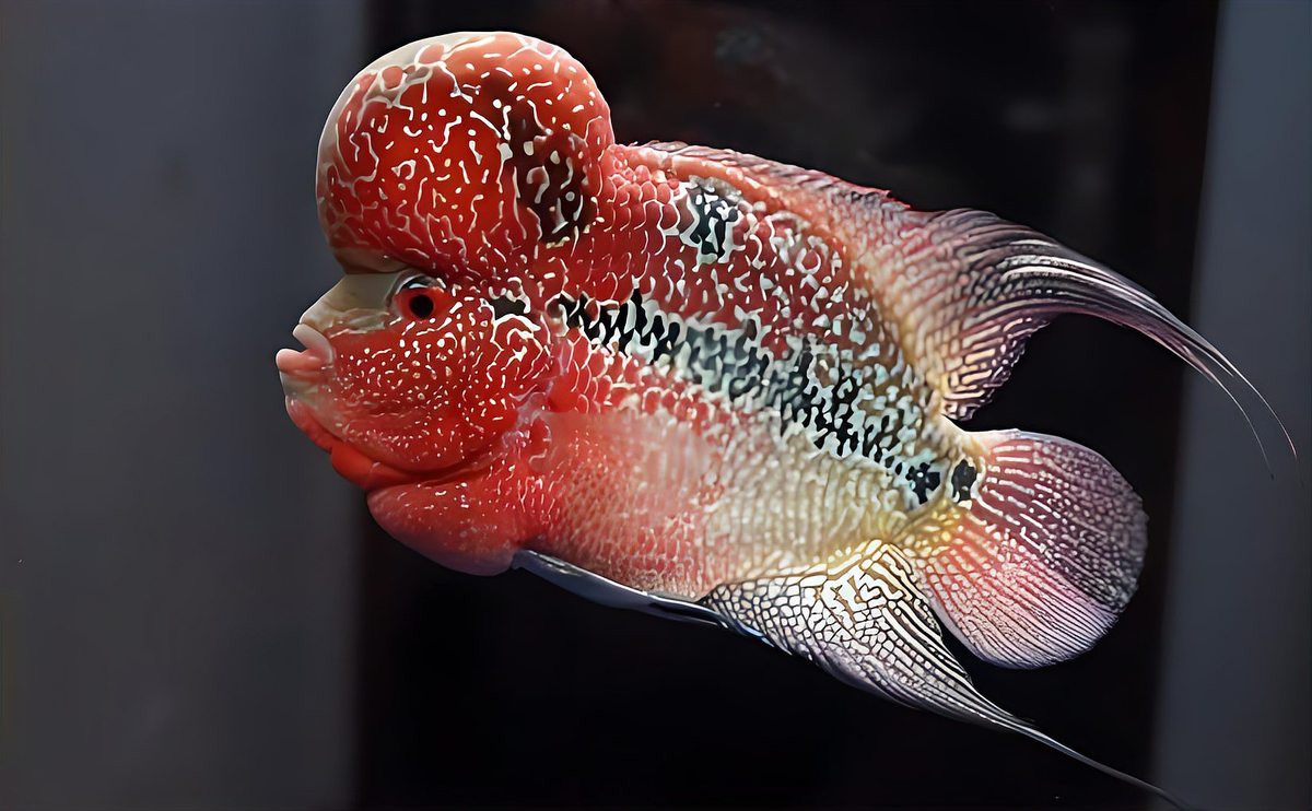 羅漢魚龍魚打架