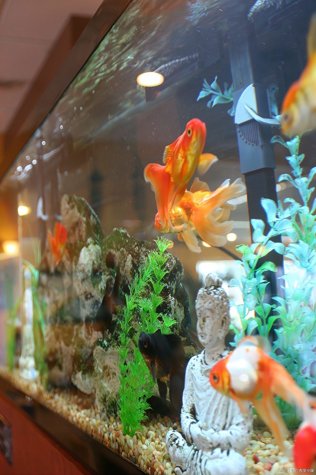 羅漢魚龍魚打架