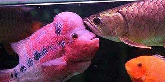 羅漢魚龍魚打架