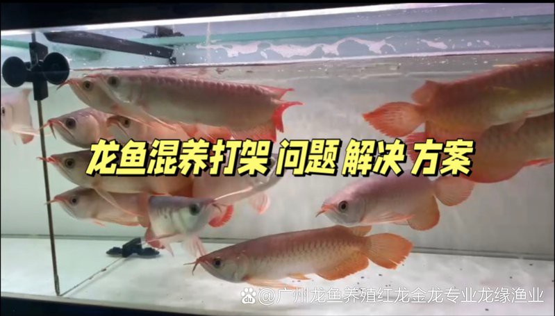 羅漢魚龍魚打架