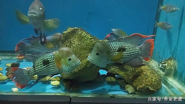 羅漢魚龍魚打架