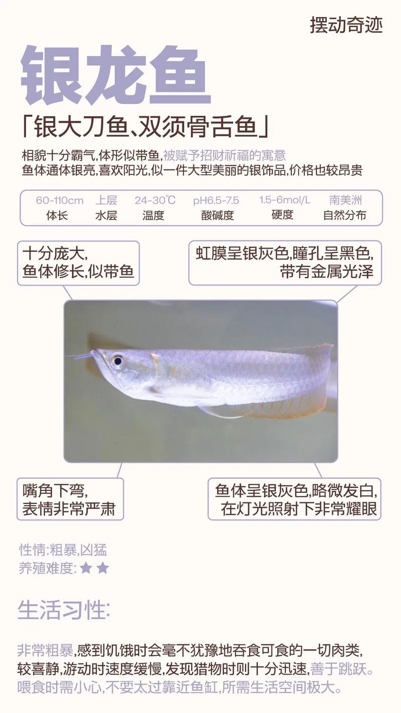 養銀龍魚魚缸溫度調多少合適