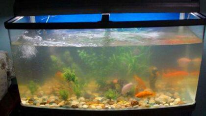 高錳酸鉀在魚缸消毒殺菌中的詳細(xì)信息：高錳酸鉀可以在魚缸消毒殺菌中保護(hù)魚兒的健康