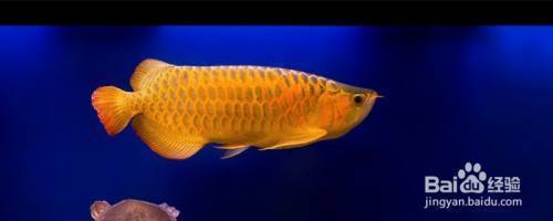 隆化縣鑫意隆觀賞魚店