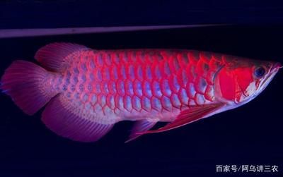 小龍魚為什么那么害怕人：為什么小龍魚那么害怕人？