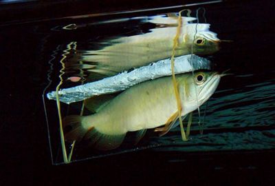 小龍魚為什么那么害怕人：為什么小龍魚那么害怕人？