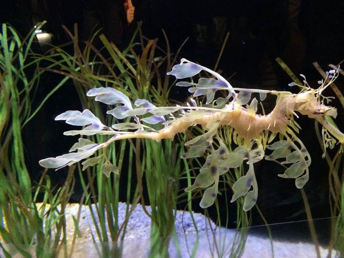 小龍魚為什么那么害怕人：為什么小龍魚那么害怕人？