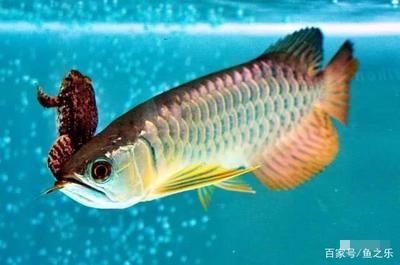 龍魚適合喂什么（龍魚的飲食應(yīng)多樣化，）