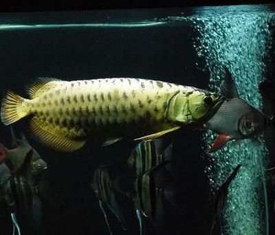 滄縣春雷觀賞魚養殖場（滄縣春雷觀賞魚養殖場地址）